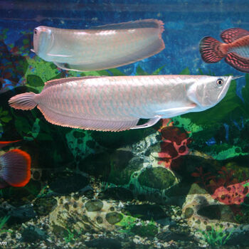 18-20cm银龙鱼1条【图片 价格 品牌 报价】-京东