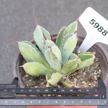 植物员外贝壳龙龙舌兰科沙生夏型种多肉植物防辐射景观绿植59 裸根不带土 图片价格品牌报价 京东