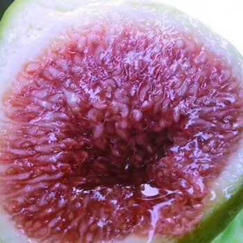 东皓 特大耐寒无花果树苗盆栽矮化四季种植当年结果南方北方阳台庭院