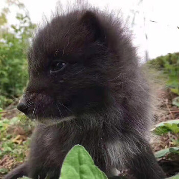宠物狐狸活体雪狐白狐蓝狐家养萌宠迷你另类犬科 蓝狐幼崽(3-4个月)