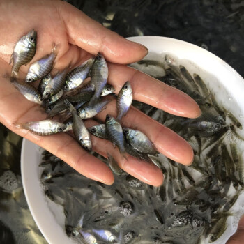 藍鰓太陽魚雜交金邊太陽魚苗太陽魚淡水養殖冷水小型魚原生活體12月30