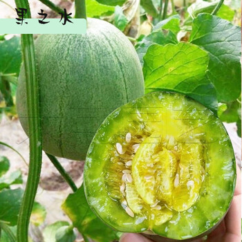 绿宝甜瓜  新鲜水果当季  绿宝香瓜绿宝石甜瓜 3斤装