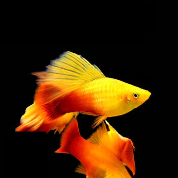 胎生鱼红太阳鱼直接生小鱼红玛丽鱼红皮球鱼红剑鱼包损高帆金牡丹20条