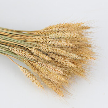 大卖大麦花束摆件黄金麦穗干花天然装饰道具插花金麦稻穗花篮开业大麦