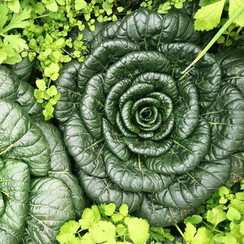 【黄心乌塌菜苗】乌塌菜苗耐寒黄心乌塌菜秧苗阳台盆栽越冬蔬菜苗 乌