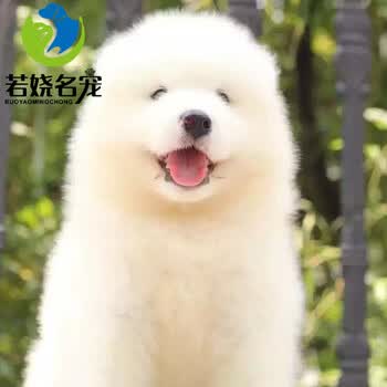 微笑天使萨摩耶幼犬活体纯种宠物狗萨摩耶犬幼崽活体雪橇三傻宠物级c级公 图片价格品牌报价 京东 微笑天使萨摩耶幼犬活体纯种宠物狗萨摩耶犬幼崽活体雪橇三傻宠物级c级公 图片价格品牌报价 京东