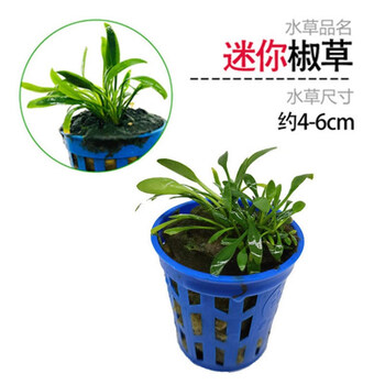 草爬地迷你水草坪淡水阴性水草皮活体植 迷你椒草1杯【高度4-6cm】