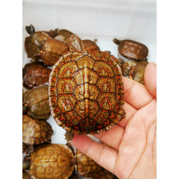 萌萌哒木纹龟洪都拉斯陆养素食菜龟半水龟 6至8厘米