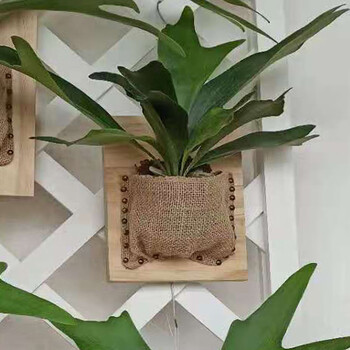 二岐鹿角蕨北欧风女王鹿角蕨网红ins风荷兰鹿角蕨室内垂挂造景板二岐鹿角蕨 木板麻袋发货 含盆 图片价格品牌报价 京东