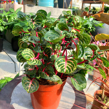 锦叶血苋大盆 带盆栽好