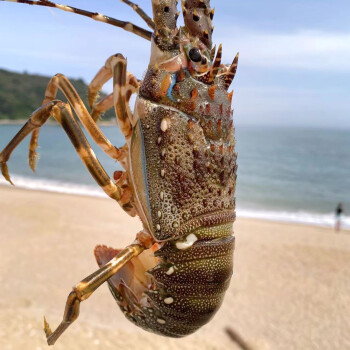 海鲜小青龙百科图片