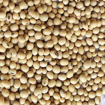 哺食旺广东农家自产黄豆老品种椭圆形土黄豆小颗粒打豆浆专用500克