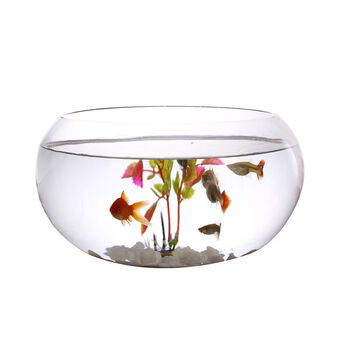 鱼缸透明玻璃客厅桌面小型迷你鼓缸创意办公室招财圆形生态小鱼缸20鼓