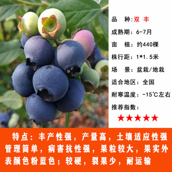 特大果蓝莓树苗盆栽地栽蓝莓树苗北方品种耐寒易活当年结果钱德勒双丰