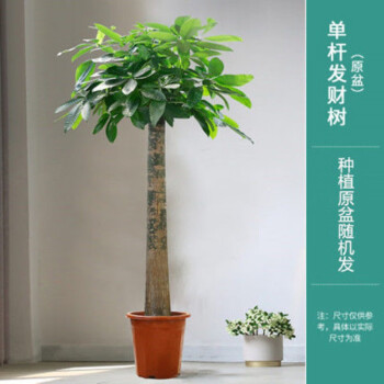 室內大型植物發財樹大棵吸大型盆栽綠植含原種植膠盆1415米獨杆發財樹