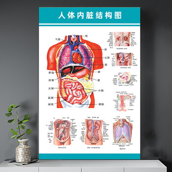 人体结构肌肉挂图 人体解剖彩色学骨骼结构图神经肌肉五脏六腑淋巴