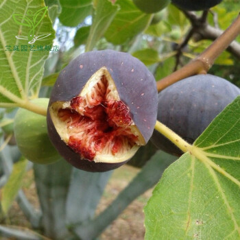 無花果樹苗 特大波姬紅盆栽地栽南北方種植果樹苗波姬紅無花果樹苗