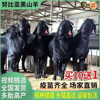 努比亚黑山羊种公羊羊羔羊苗黑山羊公羊幼崽黑山羊种苗多少钱一只
