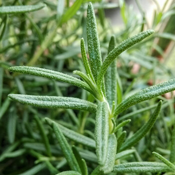 寿禾迷迭香盆栽可食用香草新鲜驱蚊提神西餐糕点烘焙香料室内阳台办公