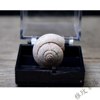 澳颜莱天然古生物化石原石头摆件科普教学标本 圆窝螺化石(1.3-1.8cm)