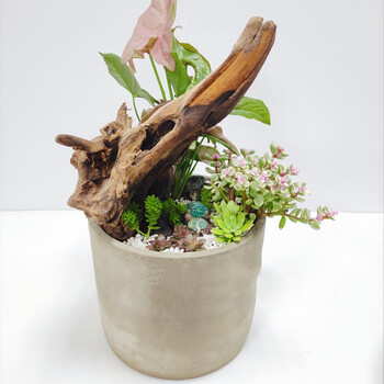 送货上门 金枝玉叶雅乐之舞盆栽多肉植物花束植物室内花卉观花植物绿植开花不断四季常青两小时达雅乐之舞艺术组合 瓷盆随机 图片价格品牌报价 京东