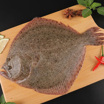 鲜活多宝鱼新鲜比目鱼大菱鲆海鲜鱼类批发水产冷冻海鲜9两11斤每条2条