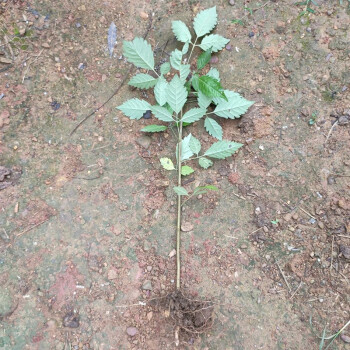 莞鮮黃荊苗疙瘩根五楓指枝葉中草藥黃金子荊條蜜源植物灰水粽原材料