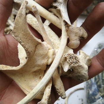 古今润方中药材生狗骨头狗骨头狗骨实物拍摄500克