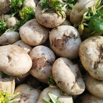 【腌菜】扁萝卜圆萝卜玉芥菜盘菜头圆菜头诸葛菜大头菜便宜菜 【腌菜