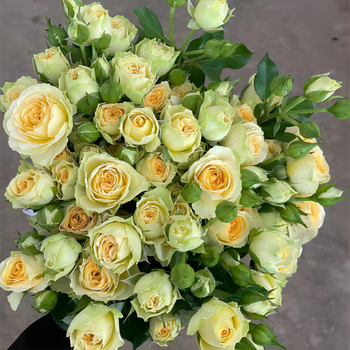 时染(shiran)10支多头玫瑰花多头泡泡鲜花基地直发水养水培插花送礼