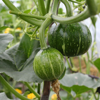 媚调云南小南瓜新鲜南瓜嫩瓜绿皮青皮南瓜时令当季蔬菜 3斤【精选】