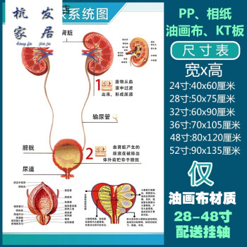 結構圖神經肌肉五臟六腑淋巴示意解刨器官掛圖人體泌尿圖28寸50x75