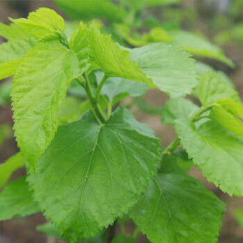 現摘嫩桑葉500克1斤新鮮大小葉農家桑樹葉芽蠶寶寶飼料食物吃蠶葉