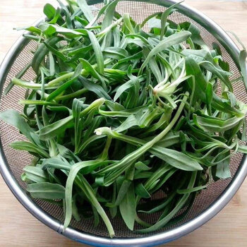 面条菜野菜时令羊蹄棵新鲜现挖山东特产带箱五斤装2000g