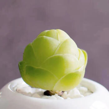 翡翠山地玫瑰 多肉黄金山地玫瑰手盆粉玫瑰室内办公花卉绿植 白玉鸡蛋