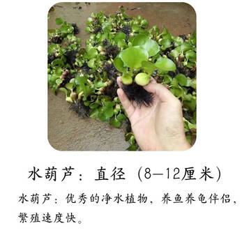 水葫芦浮萍水生植物养鱼养龟鱼缸造景净化水质鱼塘水草种子水芙蓉10颗水葫芦 图片价格品牌报价 京东