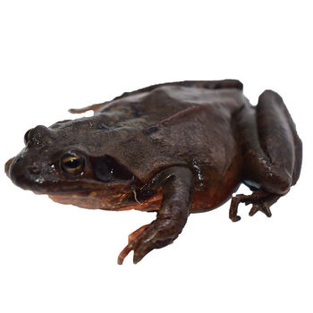 林蛙东北林蛙活体野母蛤蟆多规格子母蛤蟆满油满籽产89只一斤