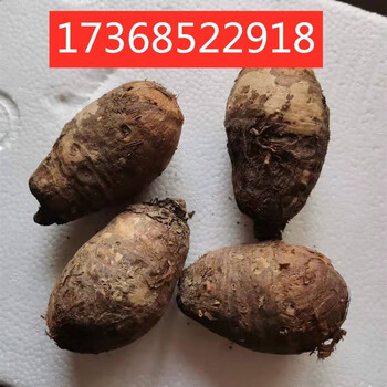 qcdd新鲜丁毒豆 独角莲 药材种子 种球 2个一斤