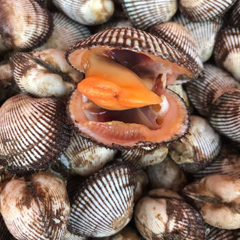 鲜活大毛蛤大毛蚬毛钳贝类赤贝血蛤银钳雪蛤海鲜水产新鲜 买三斤贈三