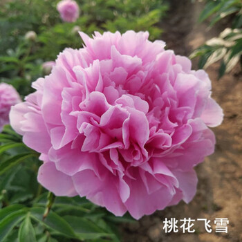 芍药花苗抗寒易活盆栽根块带芽菏泽重瓣大花四季花卉室内庭院植物a17