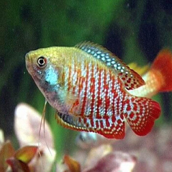 doubleyellow胎生鱼集锦银黑玛丽鱼金球玛丽月光鱼活体小型淡水宠物鱼