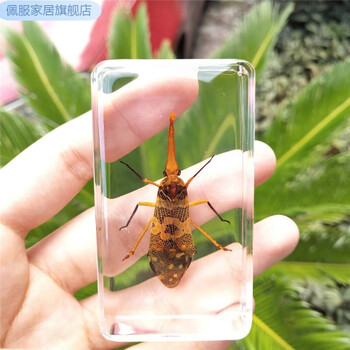 佩服教学标本盒动物植物昆虫海洋生物幼儿园科学发现室昆虫标本模型pf