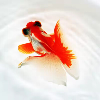 熊猫蝶尾金鱼活体变色观赏鱼包金冷水鱼苗 【红白蝶尾】精品 9-10