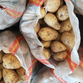 东北新土豆10斤农家自种马铃薯新鲜当季蔬菜洋芋黄心大土豆 5000g
