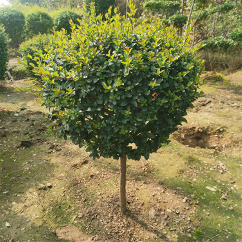 花镜植物川滇蜡树亮金女贞蓝冰柏棒棒糖系列庭院造型盆栽观叶植物