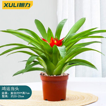 青意萱鸿运当头盆栽凤梨花四季好养植物室内绿植办公室开花植物90原盆