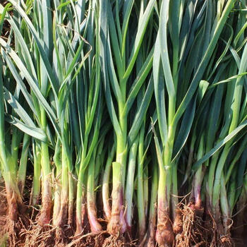 新鲜红头蒜苗露天现挖青蒜苗红皮香蒜苗农家自种新鲜时令蔬菜批发