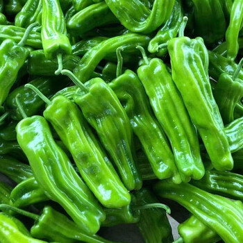 青辣椒新鲜现摘农家自种薄皮青椒微辣芜湖椒虎皮椒现摘现发 青椒【1斤