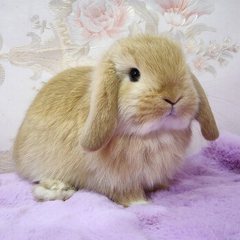 兔子活体小型长不大宠物兔茶杯兔可做造型盖脸荷兰侏儒兔 黄色垂耳