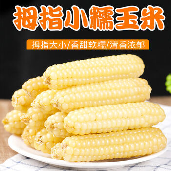 九秒九云南西双版纳拇指玉米迷你糯玉米老品种手指玉米香糯小玉米 指